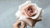 Insider tips: How to Reflex a Rose!
