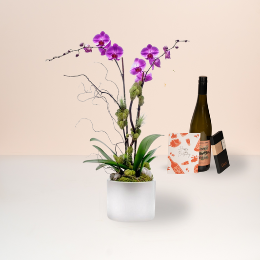 Phalaenopsis Orchid Plant