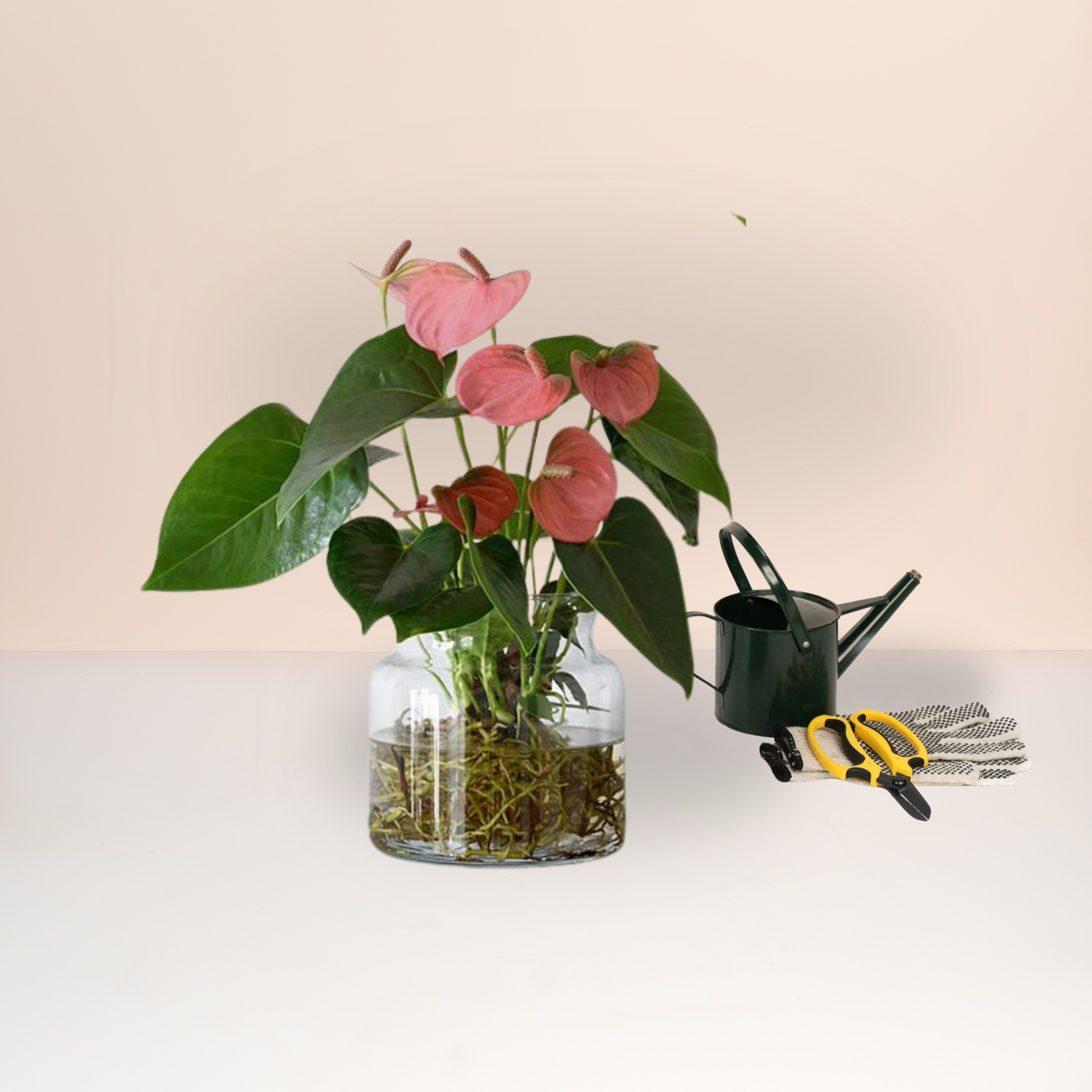 anthurium melbourne Phalaenopsis Plant | Indoor Plant Sale | Melbourne