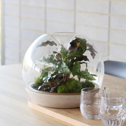 Biodome Terrarium