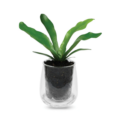Self-Watering Glass Pot with Plant