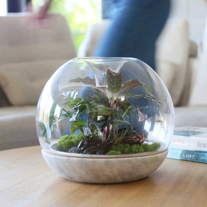 Biodome Terrarium