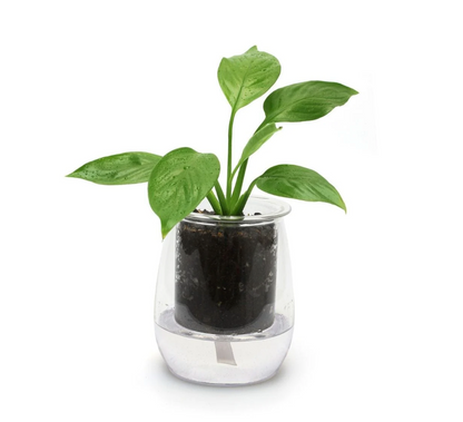 Self-Watering Glass Pot with Plant