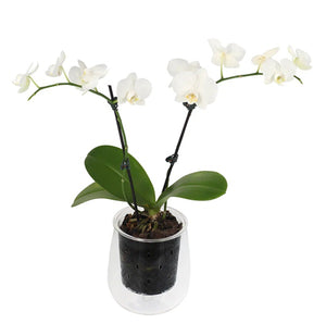 Cup O Flora Self Watering Pots