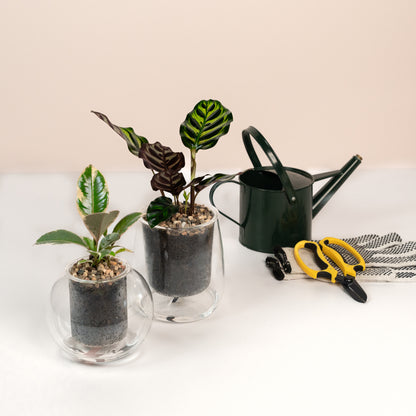 Self-Watering Glass Pot with Plant