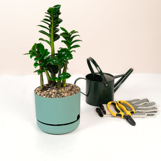 Self-Watering Recycled Plastic Pot with Plant