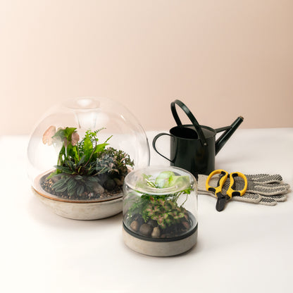Closed Terrarium