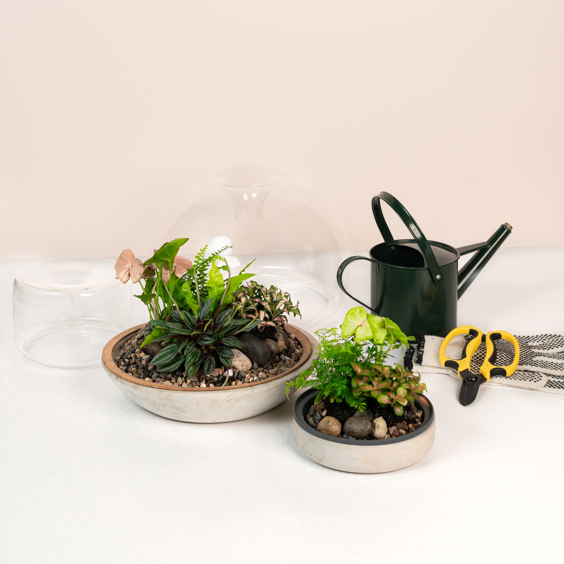 closed terrarium plants australia Closed Terrarium – Miei