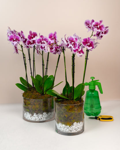 Phalaenopsis Orchid Plant
