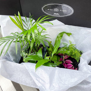 Indoor Plant Packs