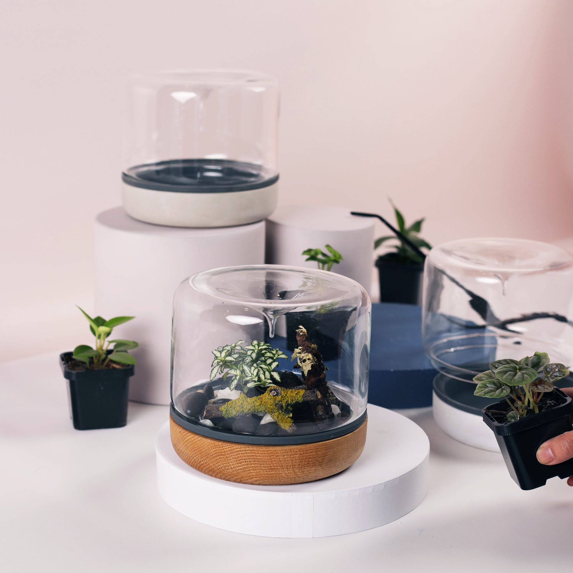 closed terrarium plants australia Closed Terrarium – Miei