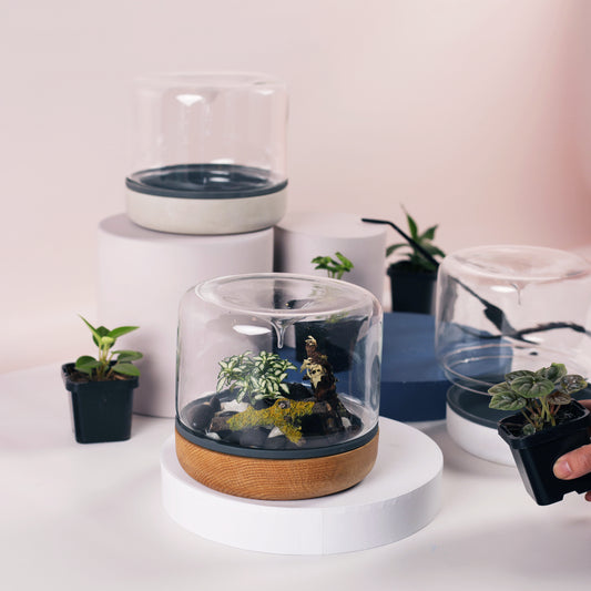 Closed Terrarium