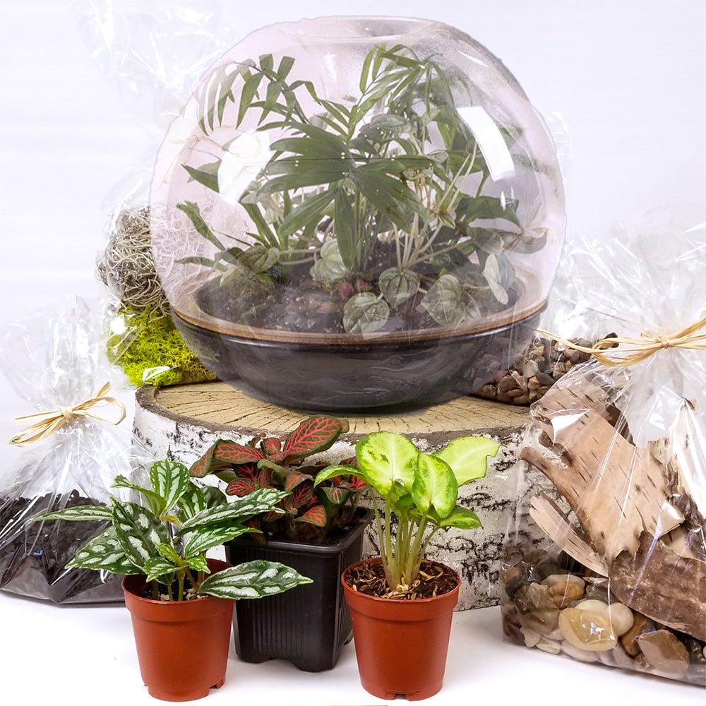 DIY Terrarium Kits